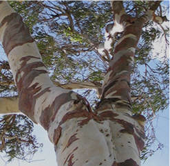 Native-Australian-Eucalypts